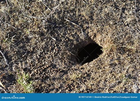 Burrow in the floor stock image. Image of desert, outdoors - 99714749