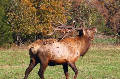 Get an extra shot to score an elk hunting permit at the Buffalo River ...