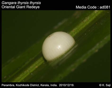 Gangara thyrsis | Butterfly