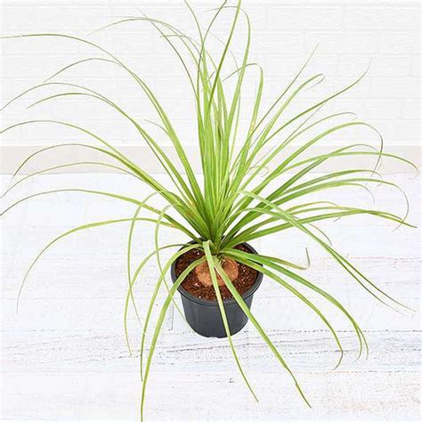 Buy Interesting Plants online from Nurserylive at lowest price.