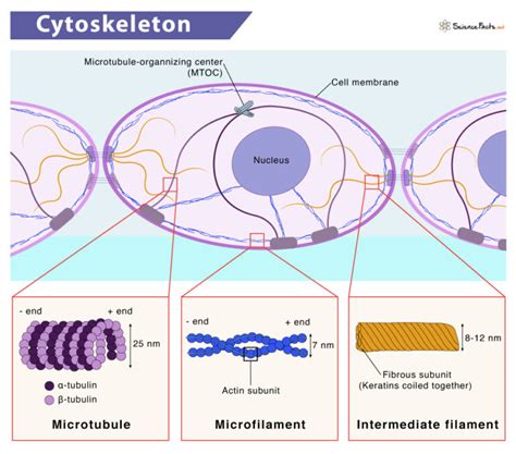 Image result for Cytoskeleton Structure