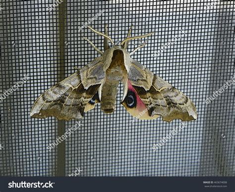 11 Blinded Sphinx Moths Royalty-Free Images, Stock Photos & Pictures ...