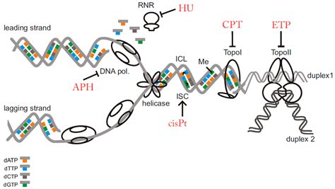 Cell DNA Replication 的图像结果