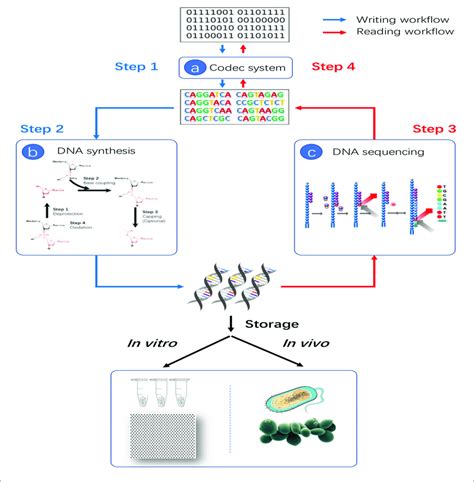 DNA Storage CodeChef Solution 的图像结果