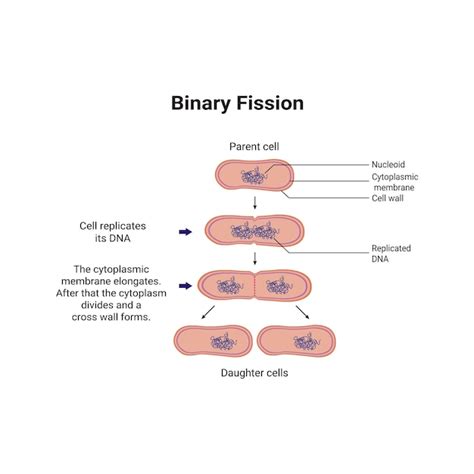 Image result for Binary Fission Reproduction