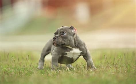 Download American Bully Puppy Dog On Grass Wallpaper | Wallpapers.com