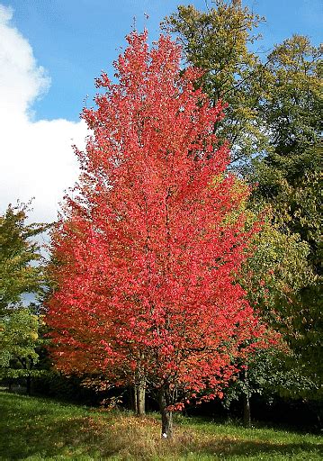 Deciduous Trees - Environment Notes