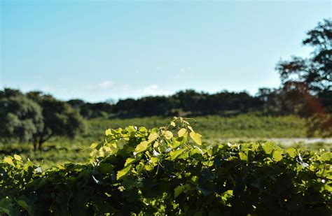 WINERY | WACO, TX | VALLEY MILLS VINEYARDS