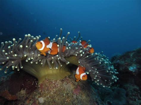 VALM DIVERS - All You Need to Know BEFORE You Go 2026 (with Photos ...
