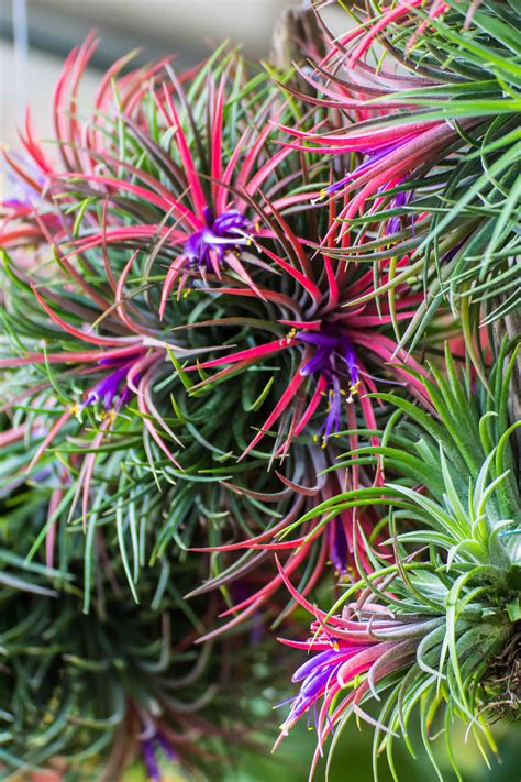 25 Air Plant Types To Grow Indoors