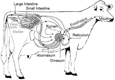 Non-Ruminant Animal Digestive System 的图像结果