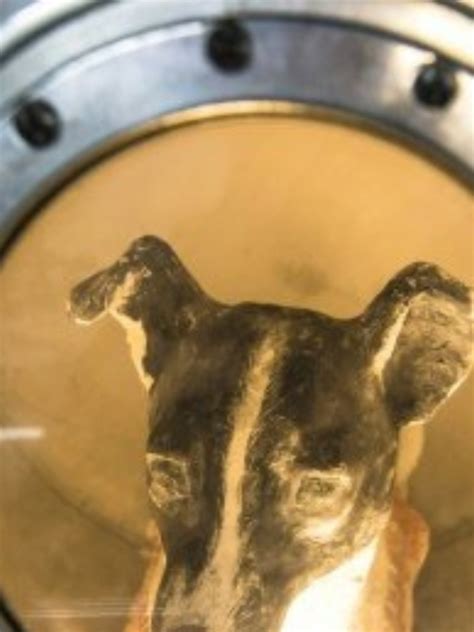 Animals That Were Sent to Space | Times Now