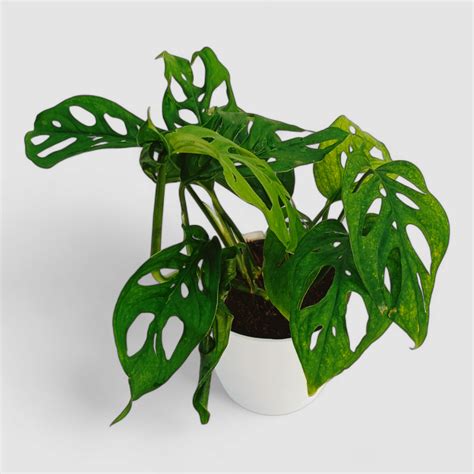 Broken Heart Plant by Orchid N Petals