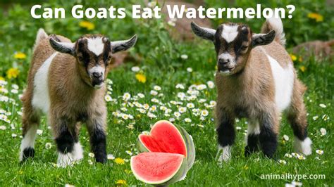 Can Goats Eat Watermelon? - Animal Hype