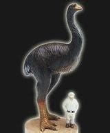恐鸟——消失的新西兰巨物_哔哩哔哩_bilibili