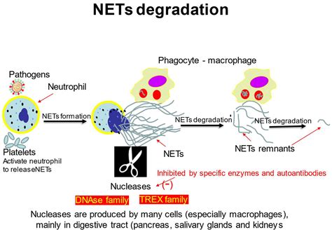 Molecular Mechanisms of Neutrophil Extracellular Trap (NETs) Degradation