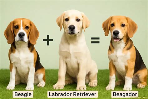 Beagle Lab Mix: The Complete Beagador Guide for Dog Lovers