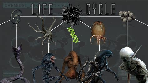 Image result for Alien Xenomorph Life Cycle