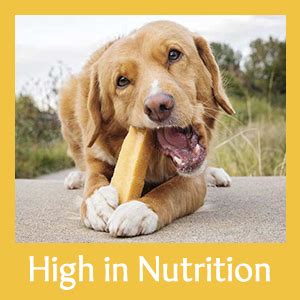 Scooby Cheww Himalayan Yak Stick Dog Treat | 100% Natural Vegetarian ...