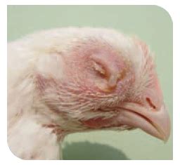 Disease Control And Management