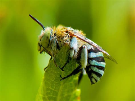 Bees Algorithm Applications 的图像结果