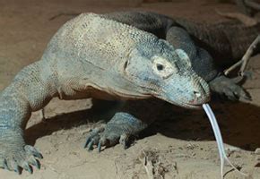 Gir National Park, Gir Forest National Park, Gir National Park Tour ...