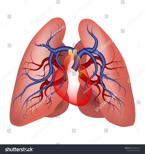 Heart And Lungs Anatomy