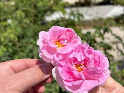 ABHA TRIPS (Updated 2026) All You Need to Know BEFORE You Go (with Photos)