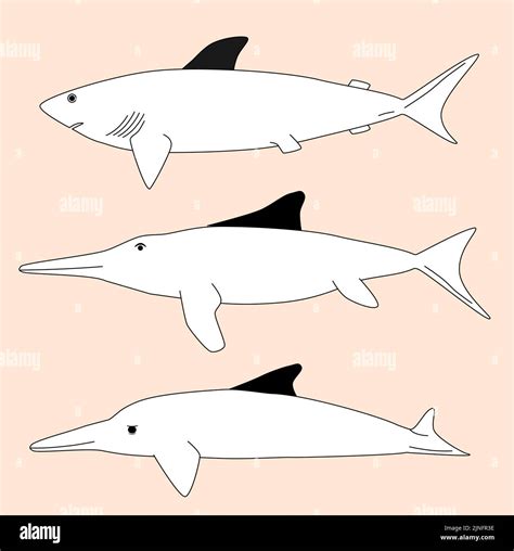 Image result for Dolphin Evolution
