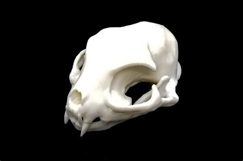 Persian Cat Skull Vs Regular Cat at Ruby Lay blog