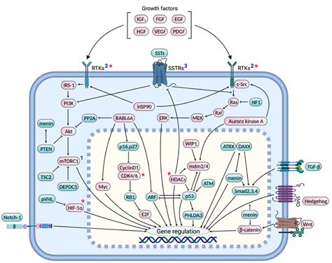 Pancreatic Neuroendocrine Tumors: Molecular Mechanisms and Therapeutic ...