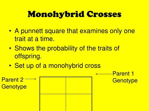 Monohybrid Cross Example