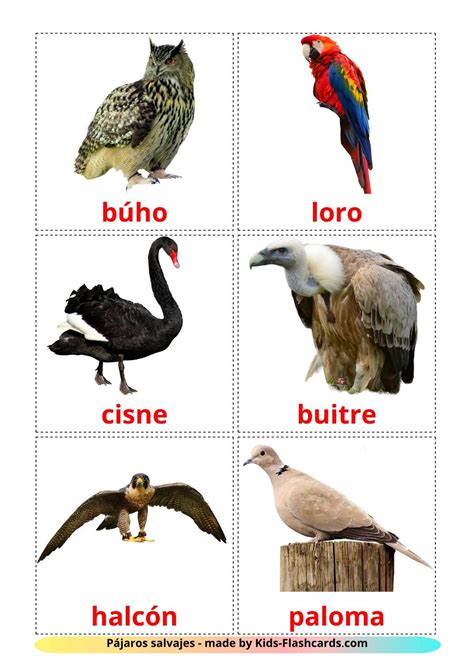 18 FREE Wild birds Flashcards | PDF | Spanish Words