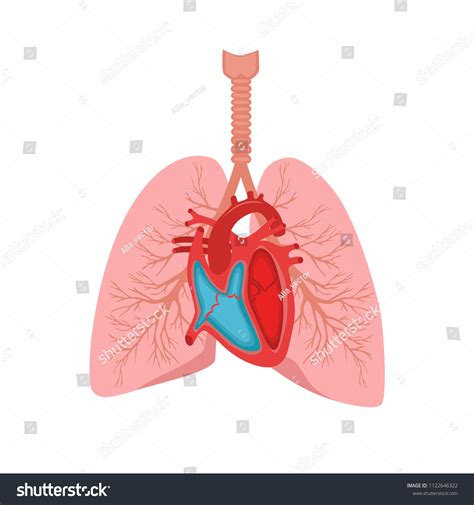 Human Lungs And Heart Diagram Human Heart Anatomy Diagram Wall Sticker