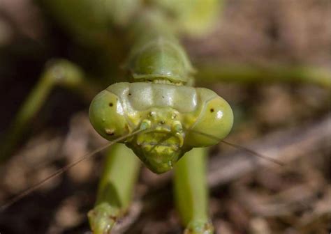 Praying Mantis Hunting 的图像结果