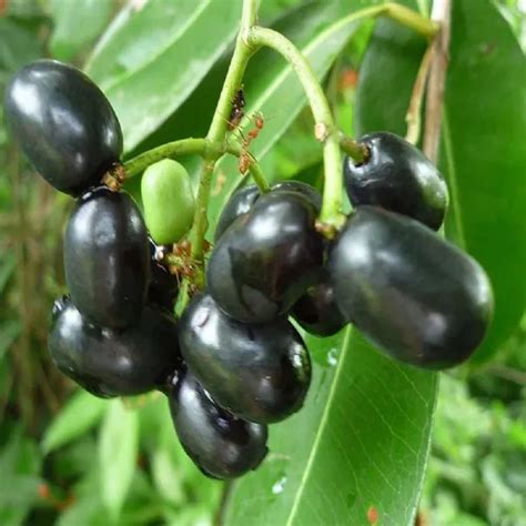 TAPOBON Thai Black Jamun Jambolan Grafted Jam Fruit Plants & Tree(1.5-3 ...