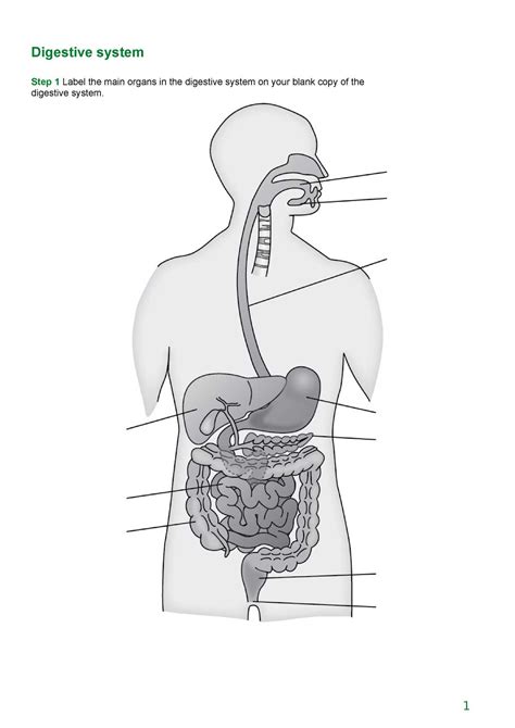 Image result for Digestive System Template