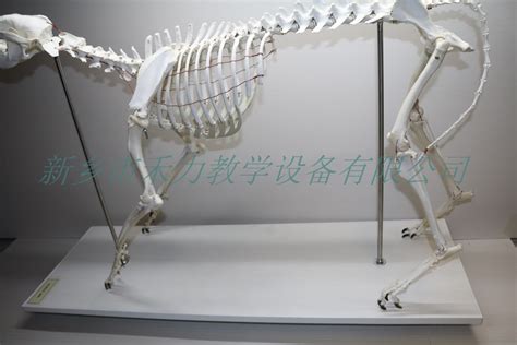 宠物狗骨骼标本银狐狗骨骼标本狗剥制标本制作技术-新乡市禾力教学设备有限公司