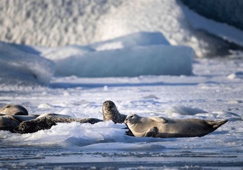 Arctic 的图像结果