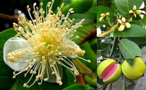 Bahan Traders Rare red Amrud Plant Fruit Tree Guava Rare Apple Guava ...