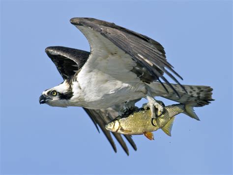 Prey Of Osprey