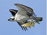 Osprey - eBird