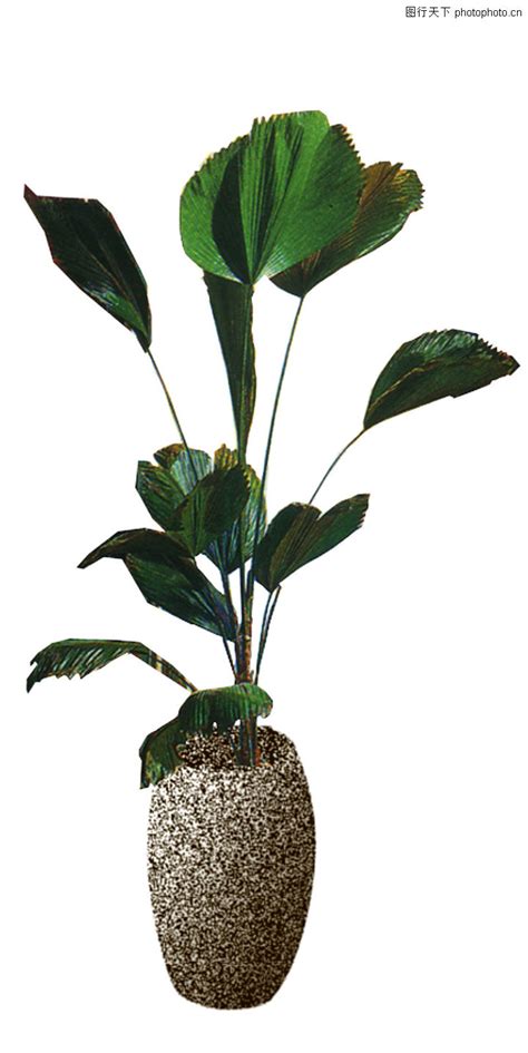 室内植物推荐和建议 室内植物大全 Air Purifying Indoor Plants