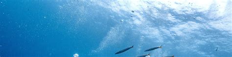 Join In Open Water Course Experience At Koh Tao in Suratthani - Klook