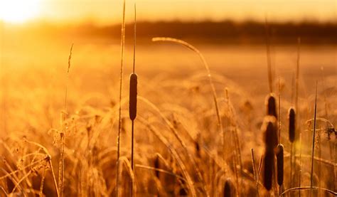 Download wallpaper 1024x600 reeds, grass, field, sunlight, nature ...