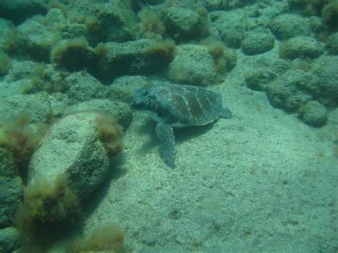 Descubare Atlantico (El Medano) - 2022 What to Know Before You Go (with ...