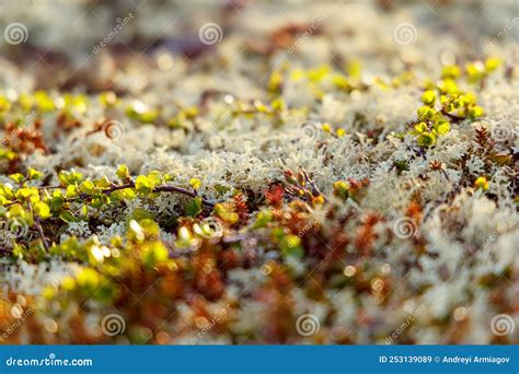 Lichen Plant In Tundra