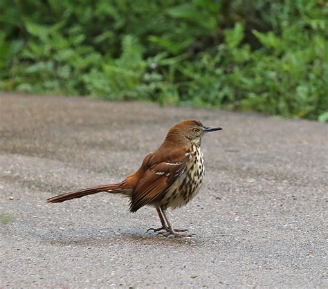 Pictures and information on Brown Thrasher
