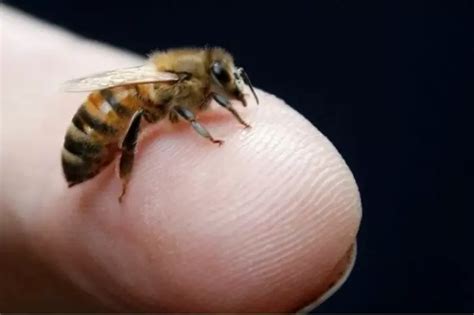 Woman Dies During Acupuncture Therapy That Uses Live Bee Stings Instead ...