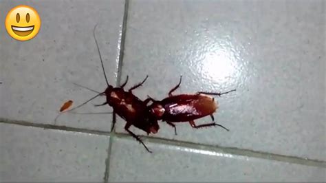 Cockroach Dance Song 的图像结果